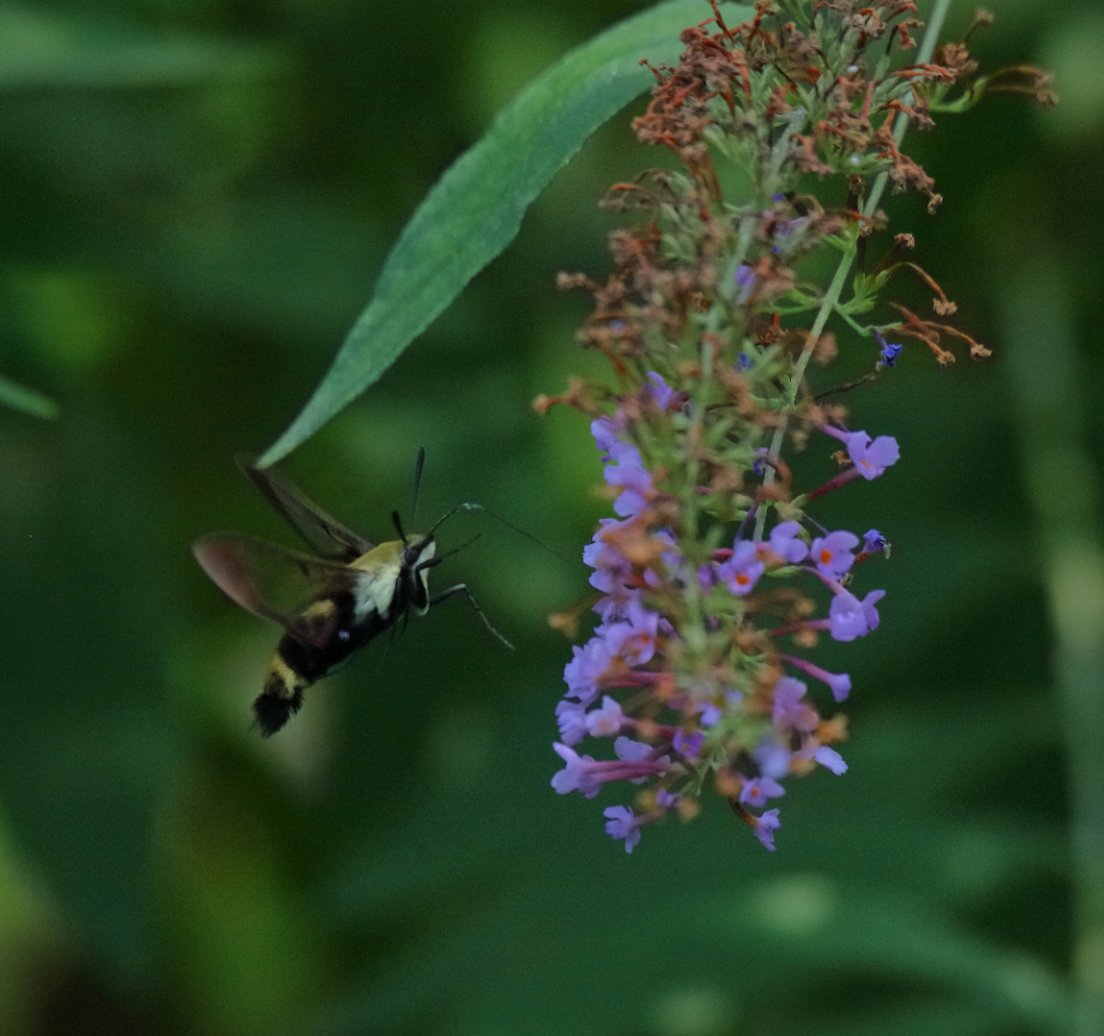 2018 08 24 HTP 61702e